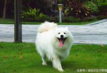 養薩摩耶是一種生什麼體驗-頭條楓林網