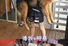 如果你養狗了，千萬不要讓它和柯基混，不然你會後悔的...-頭條楓林網