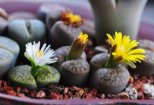 這種多肉一度夏就死？ 未必！  4個技巧就搞定！-頭條楓林網