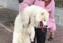 薩摩耶耍賴皮，女主人單手就提起來，薩摩：放開我，我還沒浪夠呢-頭條楓林網