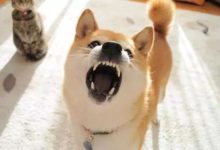 【漲知識】常見導致貓咪嘔吐的原因有哪些？-頭條楓林網