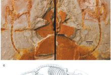 我國科學家發現混元獸 為生物學與醫學諸多領域的研究帶來新的啟示-頭條楓林網