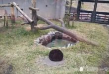 動物園籠子里啥也沒有就一黑球，遊客們靠近一看，當時笑成一片！-頭條楓林網