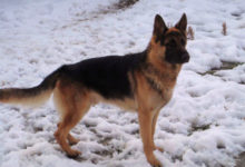 不要看德國牧羊犬平時看起來高大威猛，學會賣萌完全不輸薩摩耶-頭條楓林網