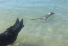 網友帶二哈去海邊玩，突然海里出現了一個不明物體……-頭條楓林網