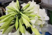 他家的百合一棵開花100朵，銅錢草鋪院子當草坪，土豪！-頭條楓林網