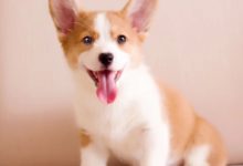 此生最大願望：除了找男朋友，就是養一隻會笑的柯基-頭條楓林網