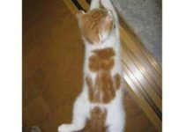 這些擁有上天特殊寵愛的貓咪，第一個最可愛，最後那個太搞笑-頭條楓林網