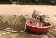 天太熱主人給了哈士奇一盆水降溫，沒想到它...-頭條楓林網