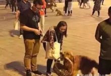 金毛叼著籃子去買菜，出去一天才回來，菜沒買回來主人卻樂壞了！-頭條楓林網