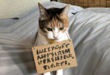 日本網友分享了自家貓咪掛著牌子在反省的樣子！看起來好委屈……-頭條楓林網