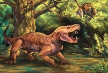 科學家用俄羅斯民間傳說中的怪物為新發現的劍齒動物命名-頭條楓林網