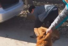 小伙失業賣掉家中一隻金毛，另一隻看到同伴被帶走，一個舉動讓人淚目！-頭條楓林網