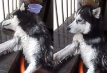 怕洗澡的二哈被主人泡在大桶里，身心俱疲到懷疑狗生……-頭條楓林網