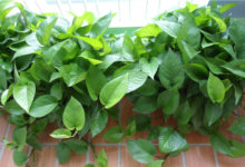 水培瓶裡加點它，2天消除臭味，再也不招蟲！-頭條楓林網