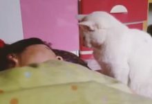 主人遲遲賴床不起，貓咪上前就是一枚香吻，網友直呼甜炸啦-頭條楓林網