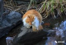 貓咪待在池塘邊準備抓魚-頭條楓林網