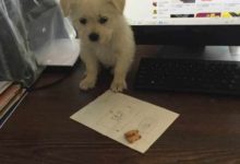 小奶狗被拋棄後哀嚎，好心男子將其收養，感覺撿到寶貝了-頭條楓林網