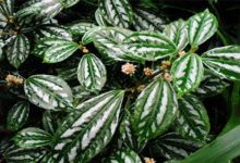 清涼如水之花，夏季必定要選它！-頭條楓林網