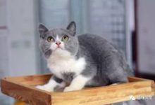 有個靠譜的貓媽，小奶牛貓什麼也不怕-頭條楓林網