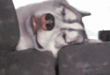 主人開車帶哈士奇出去玩，中途回頭一看，立馬笑噴了...-頭條楓林網