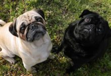 世界五大最丑的狗，簡直丑的不想讓人再看第二眼！第一名你根本沒聽過！-頭條楓林網