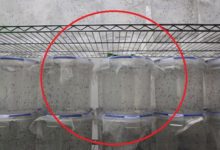 中國最大蚊子工廠 每天用羊血喂蚊子，而且每月釋放3000萬隻-頭條楓林網