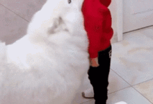 小主人委屈大哭，薩摩耶：別哭了，我把耳朵給你摸摸！太懂事了！-頭條楓林網