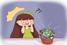 你家的花醜成“梅超風”？ 學1招，花朵呼呼猛開不見葉！-頭條楓林網