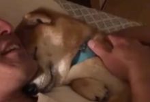 自從家裡有了柴犬，女主人感覺養了只小三，這個磨人的小妖精！-頭條楓林網