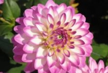 這5種花一淋雨就死，再不往回搬，後悔都來不及！-頭條楓林網