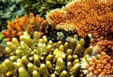 在3萬年的時間裡經歷過五次生死的大堡礁，這一次還能倖免嗎？-頭條楓林網