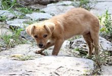 千萬不要養中華田園犬，否則你將會後悔一生！-頭條楓林網