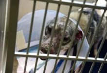 被拋棄的老狗身上沒有一處完好皮膚，被救後大變模樣……-頭條楓林網