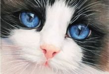 如何擁有一隻溫柔可愛的布偶貓？-頭條楓林網