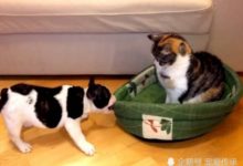 小法牛與老貓搶床位，幾次失敗，小法牛果斷放大招，堪稱作戰典範，霸氣！-頭條楓林網