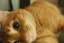 小奶貓顫巍巍的學走路 被主人一碰就摔倒 賣萌求抱抱的樣子萌炸網友-頭條楓林網