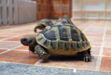 作為「鎮宅之寶」的寵物，你真的了解烏龜嗎？-頭條楓林網