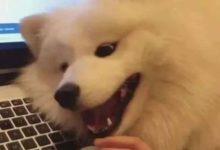 網友打遊戲忽視薩摩耶，狗子不樂意：你是不是不愛我了-頭條楓林網