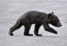 熊寶寶與媽媽走散，台灣民眾圍堵小熊回家歸路，越看越氣憤-頭條楓林網