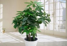 盆栽發財樹施什麼肥料最好-頭條楓林網