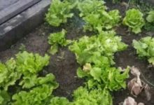 一陽台的花，被鳥啄得只剩桿了，系根彩帶趕緊嚇跑它！-頭條楓林網