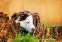 邊境牧羊犬的壽命長短不只取決於它的基因，還取決於你怎麼養它！-頭條楓林網