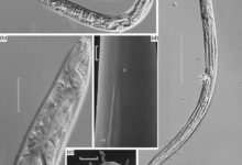 4萬多年前的線蟲被喚醒 將有助於人體冷凍研究-頭條楓林網