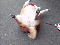 柴犬散步突然倒下把主人都嚇壞了，結果走近一看笑噴了....-頭條楓林網