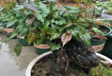 10塊錢的中藥養盆裡，秒變天價盆景，有1盆就是土豪！-頭條楓林網