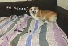 回家後看見老媽在打大黃，當看到大黃的所作所為，我真是哭笑不得-頭條楓林網