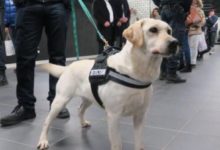 狗狗來守護巴黎人：今後，它們將長期穿梭在大巴黎地下-頭條楓林網