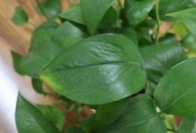 綠蘿需要施什麼肥-頭條楓林網