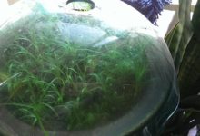 養水竹應該放什麼東西-頭條楓林網